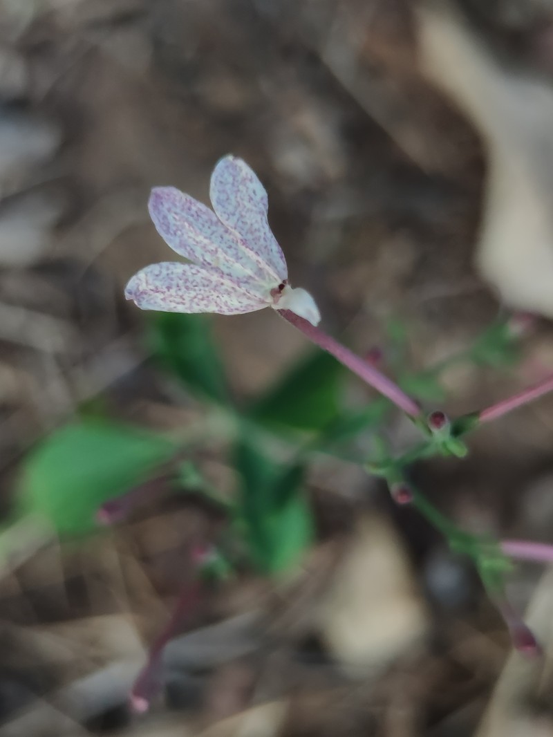 Rhinacanthus dichotomus var. dichotomus photo 2