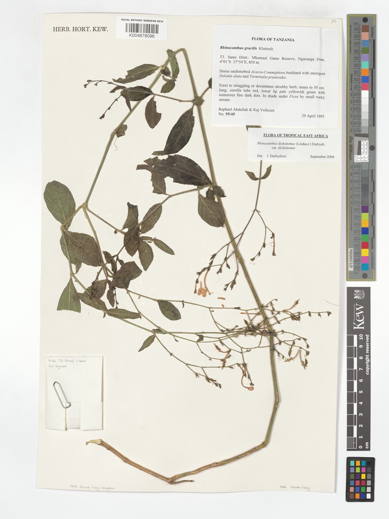 Rhinacanthus dichotomus var. dichotomus photo 3