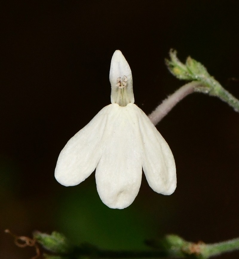 Rhinacanthus flavovirens photo 2