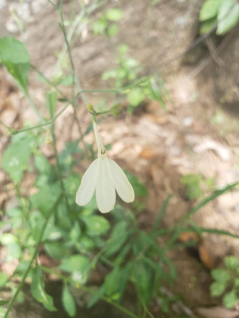 Rhinacanthus flavovirens photo 3