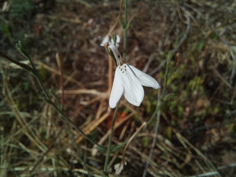Rhinacanthus zambesiacus