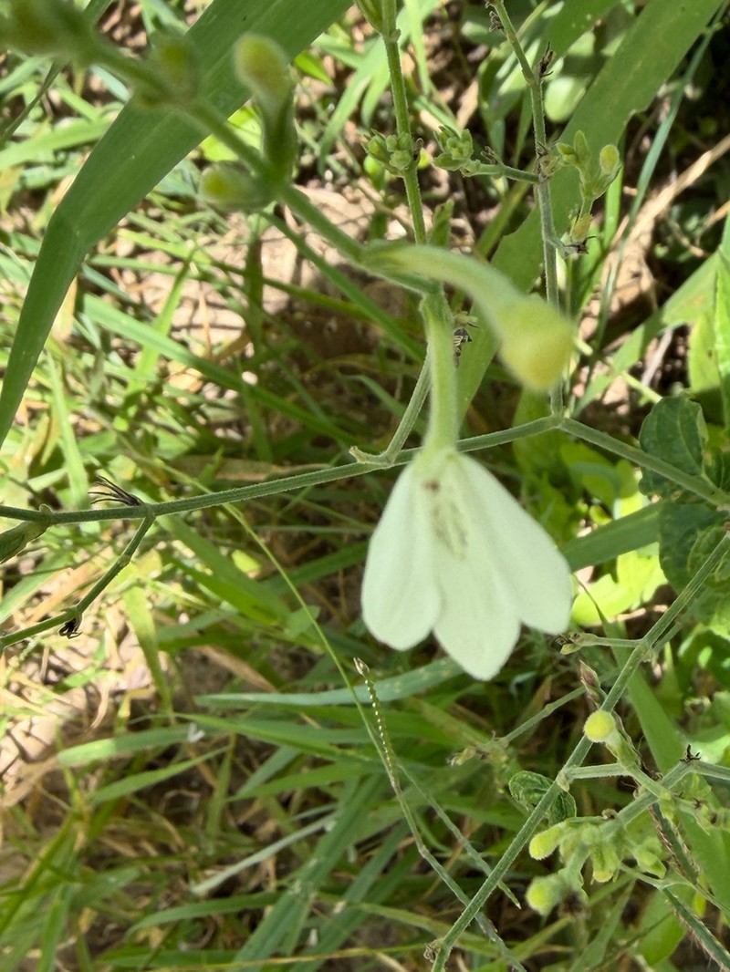 Rhinacanthus zambesiacus photo 2
