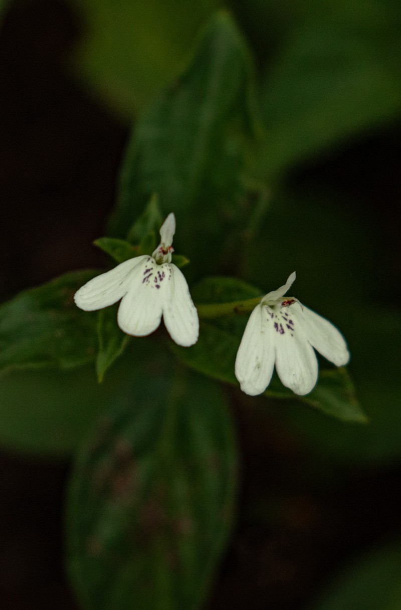 Rhinacanthus zambesiacus photo 3