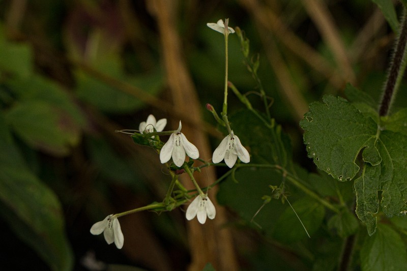 Rhinacanthus zambesiacus photo 4