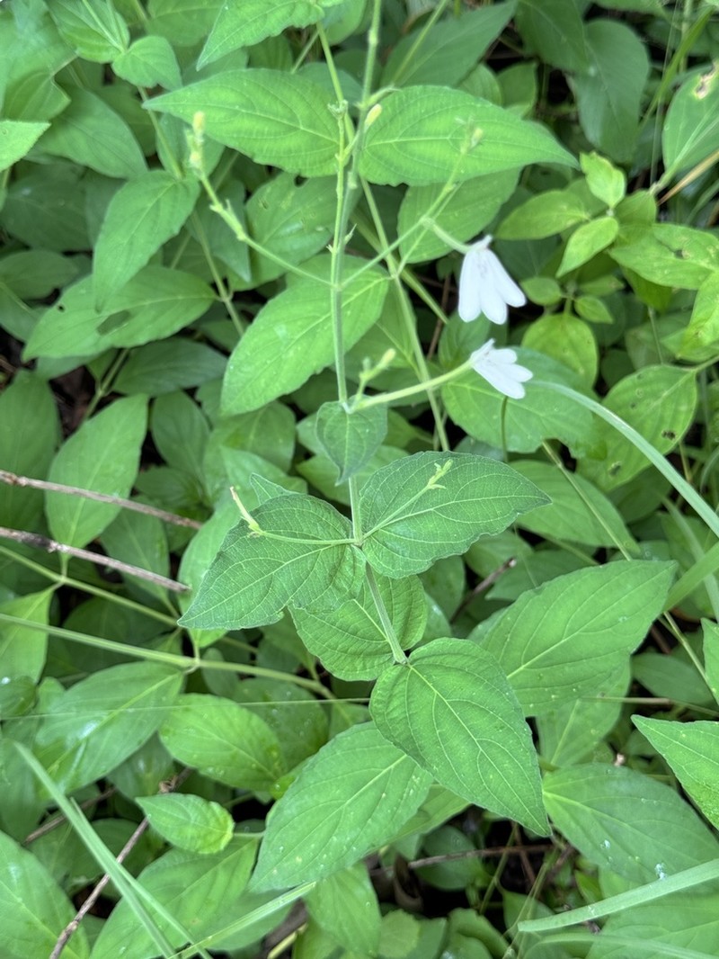 Rhinacanthus zambesiacus photo 5