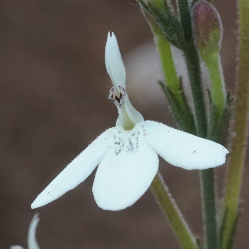 Rhinacanthus zambesiacus photo 6