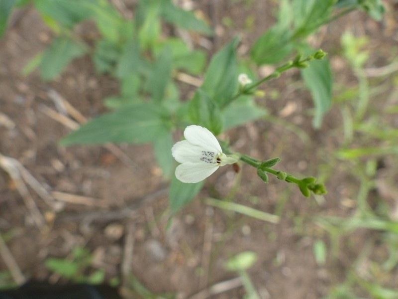 Rhinacanthus zambesiacus photo 7