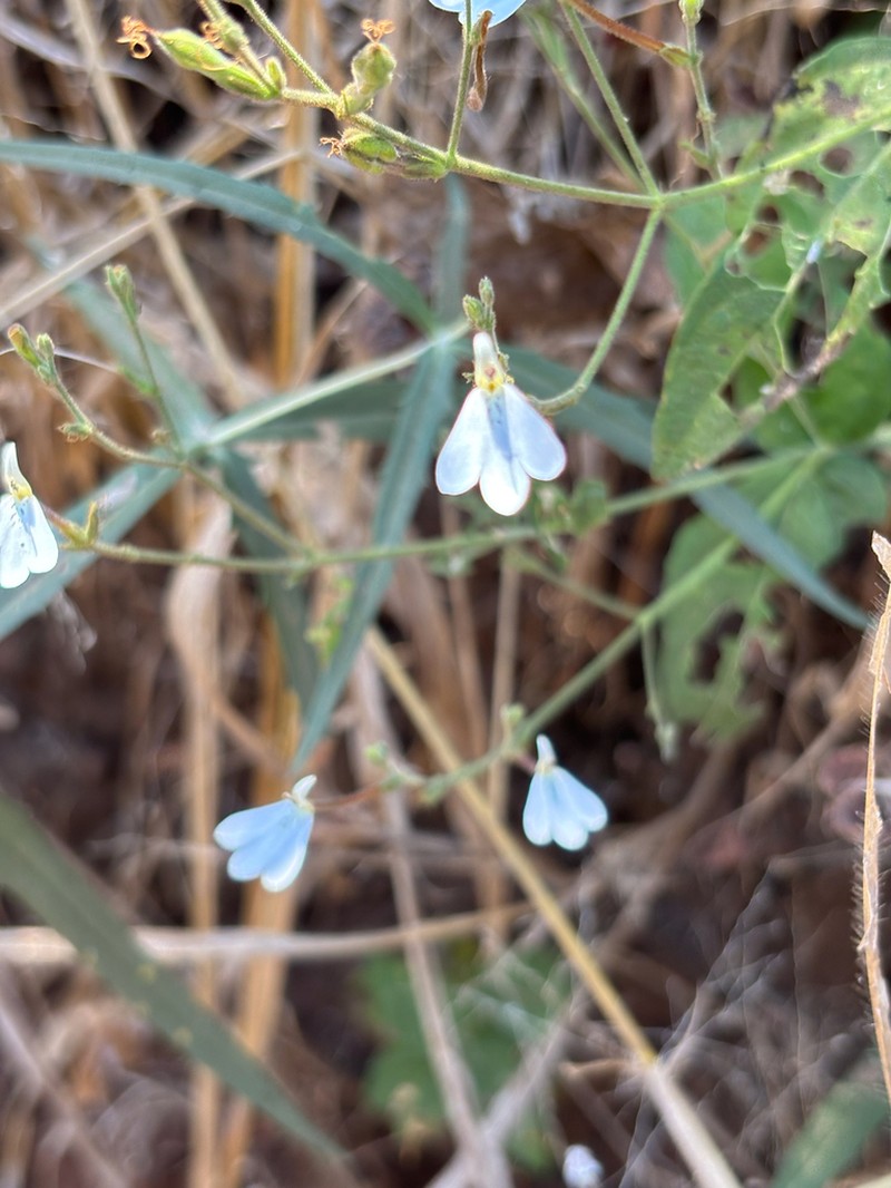 Rhinacanthus zambesiacus photo 8