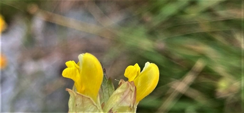 Rhinanthus groenlandicus