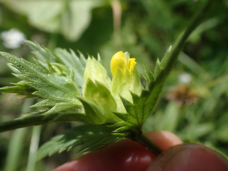 Rhinanthus groenlandicus photo 2