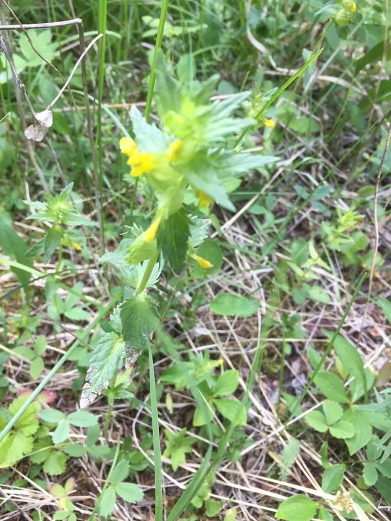 Rhinanthus groenlandicus photo 3