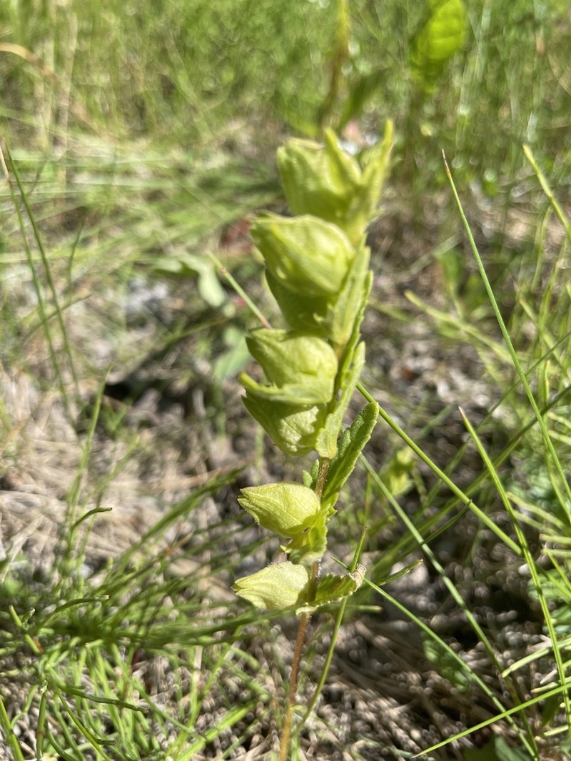Rhinanthus groenlandicus photo 4