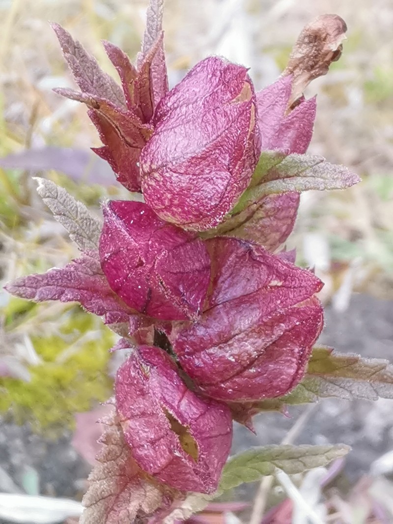 Rhinanthus groenlandicus photo 5