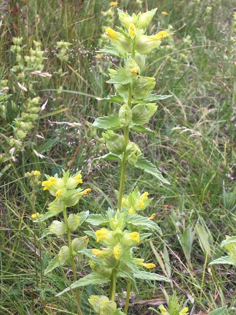 Rhinanthus groenlandicus photo 6