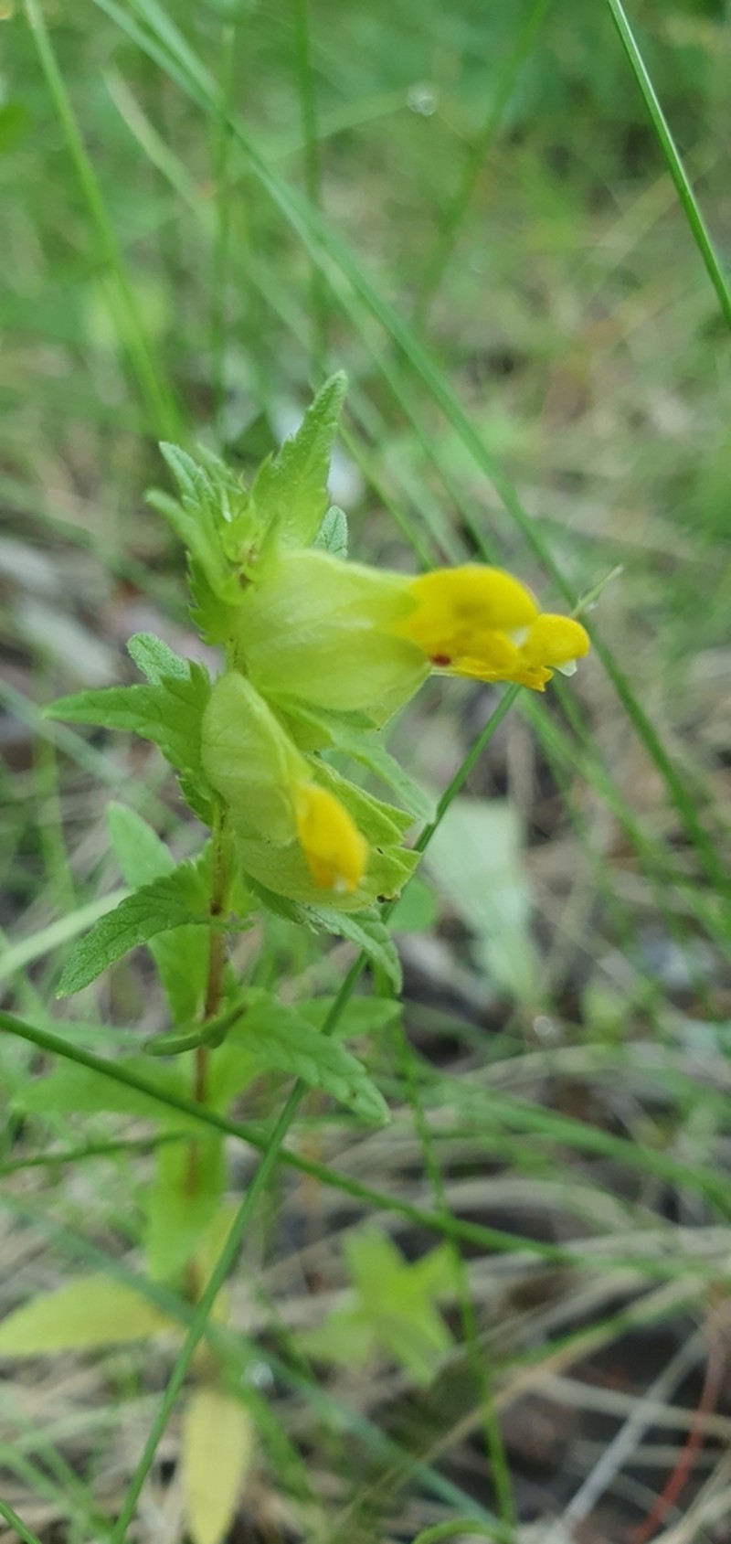 Rhinanthus groenlandicus photo 7