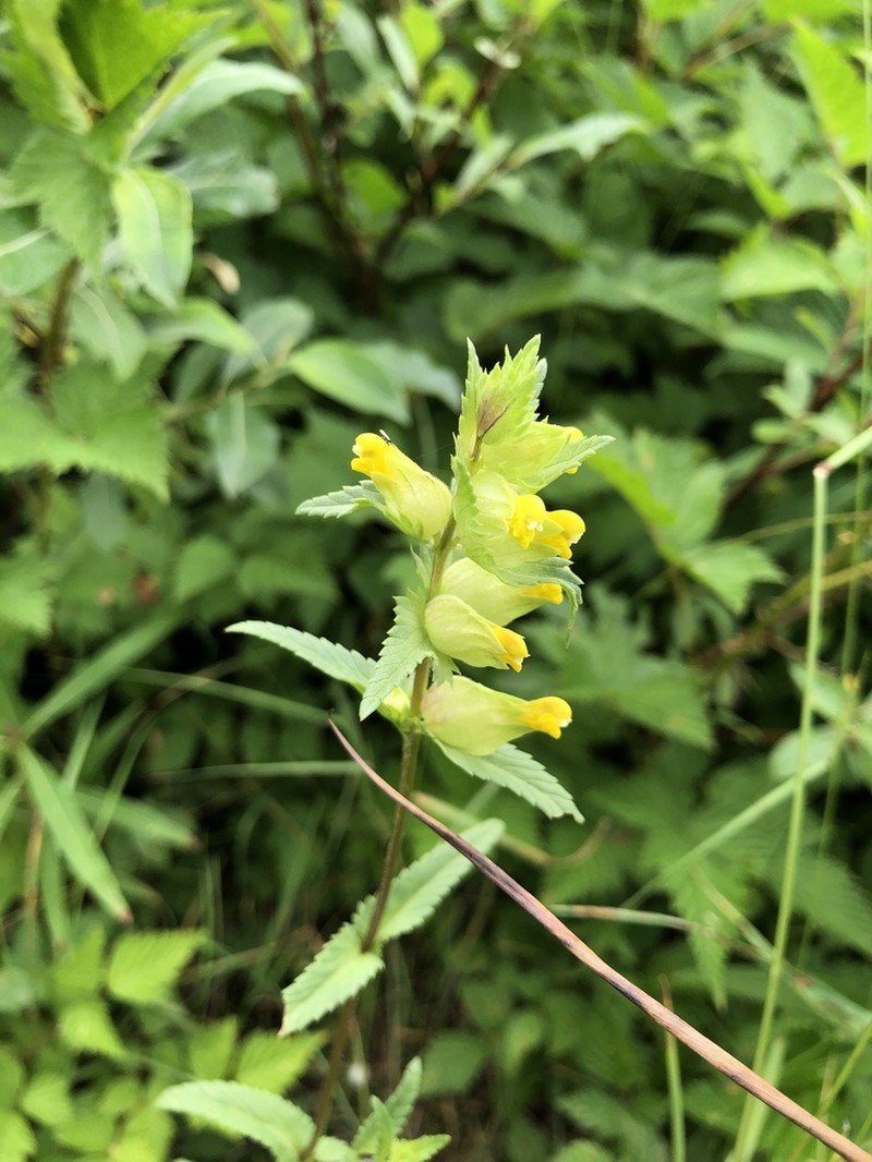 Rhinanthus groenlandicus photo 8