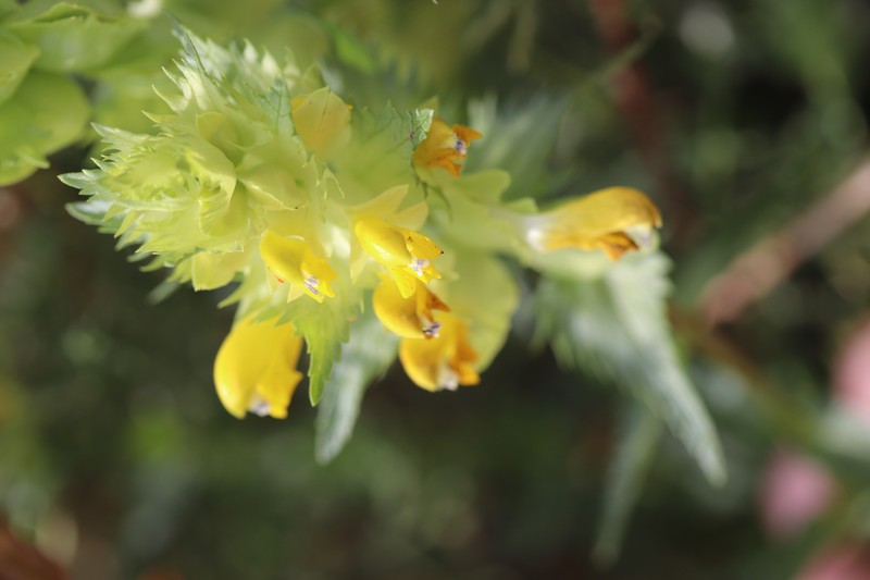 European Yellow Rattle photo 2