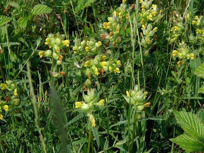 European Yellow Rattle photo 3