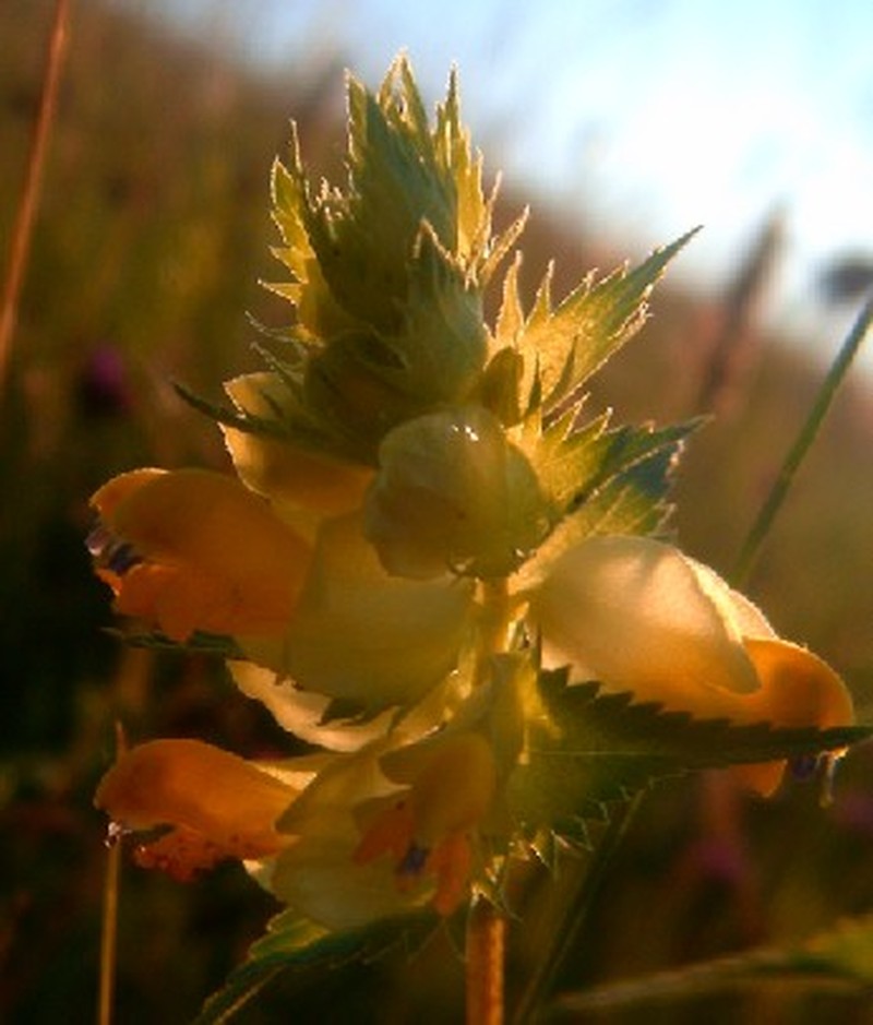 European Yellow Rattle photo 4