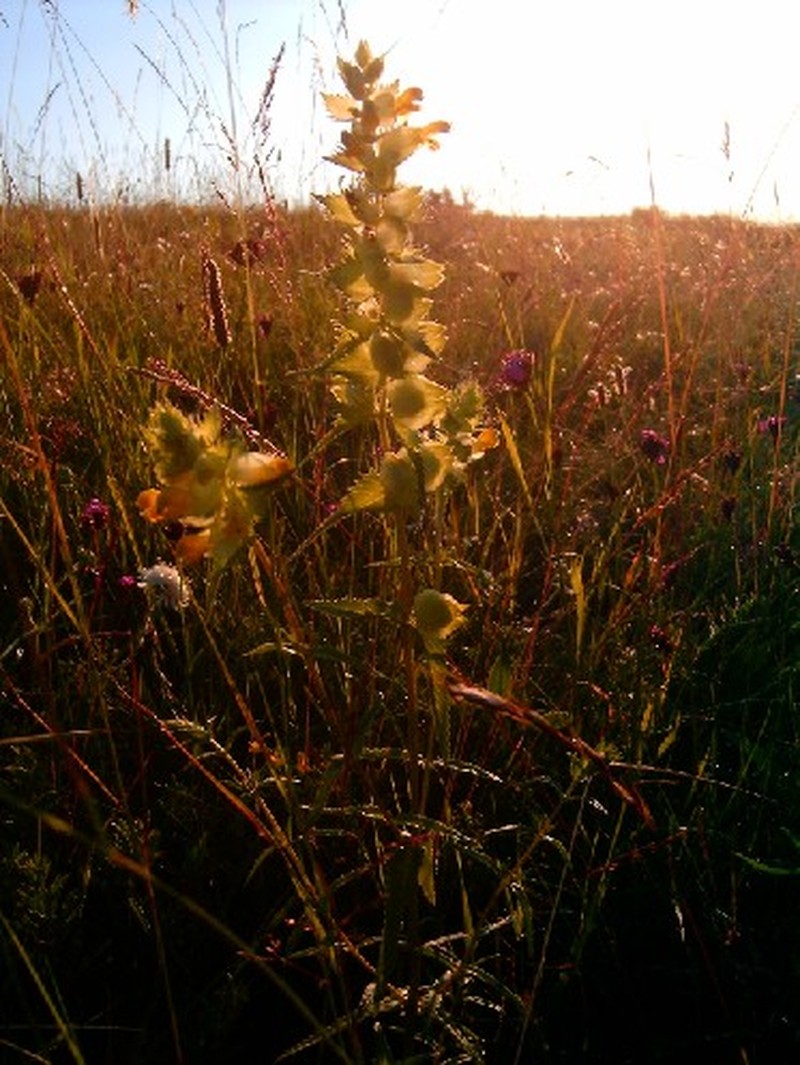 European Yellow Rattle photo 5