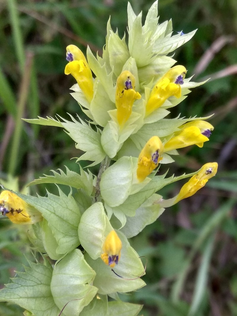 European Yellow Rattle photo 6
