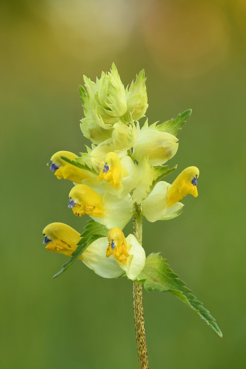 European Yellow Rattle