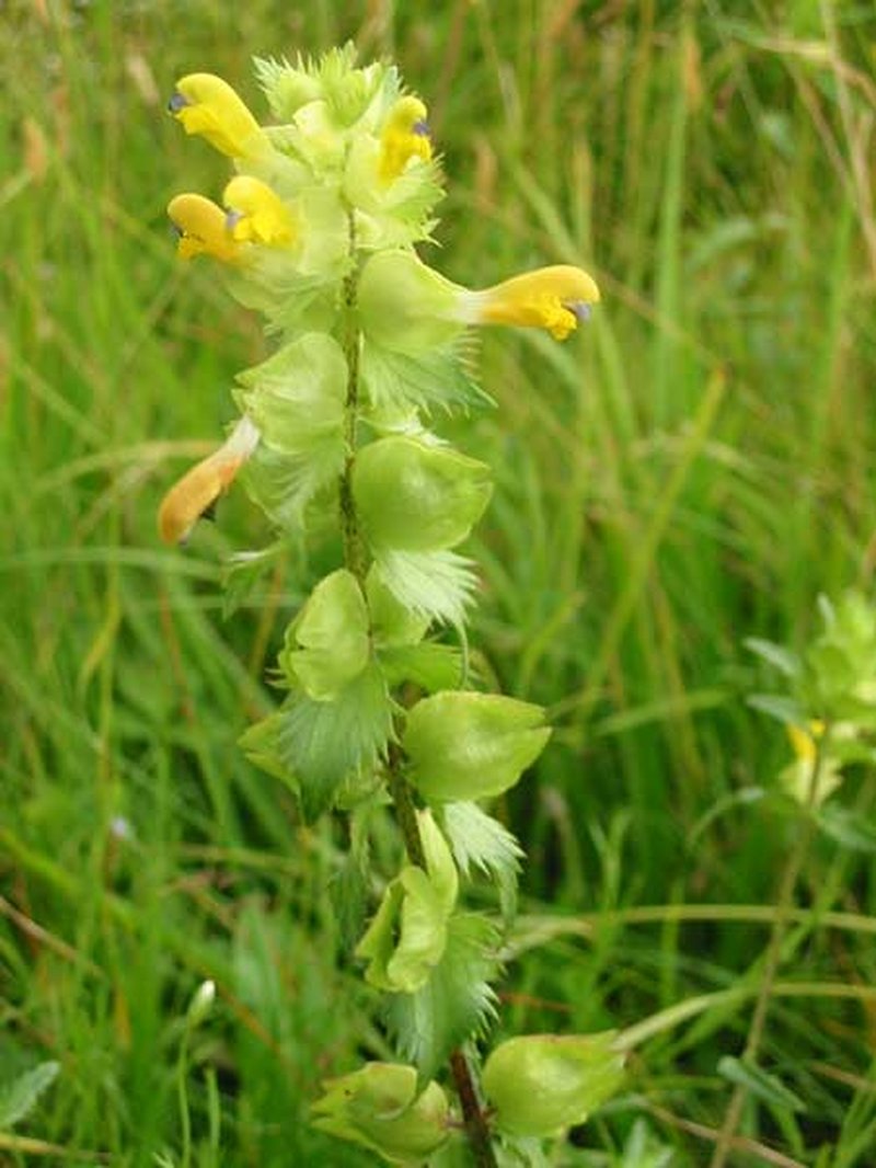 European Yellow Rattle photo 7