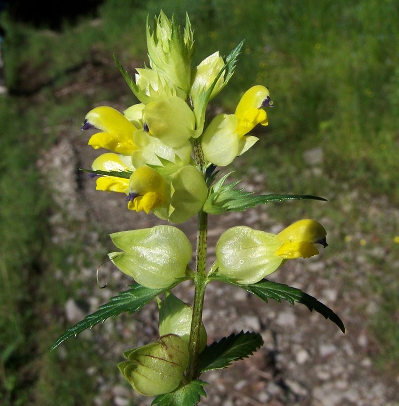 European Yellow Rattle photo 8