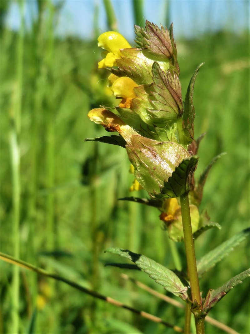Little Yellow Rattle