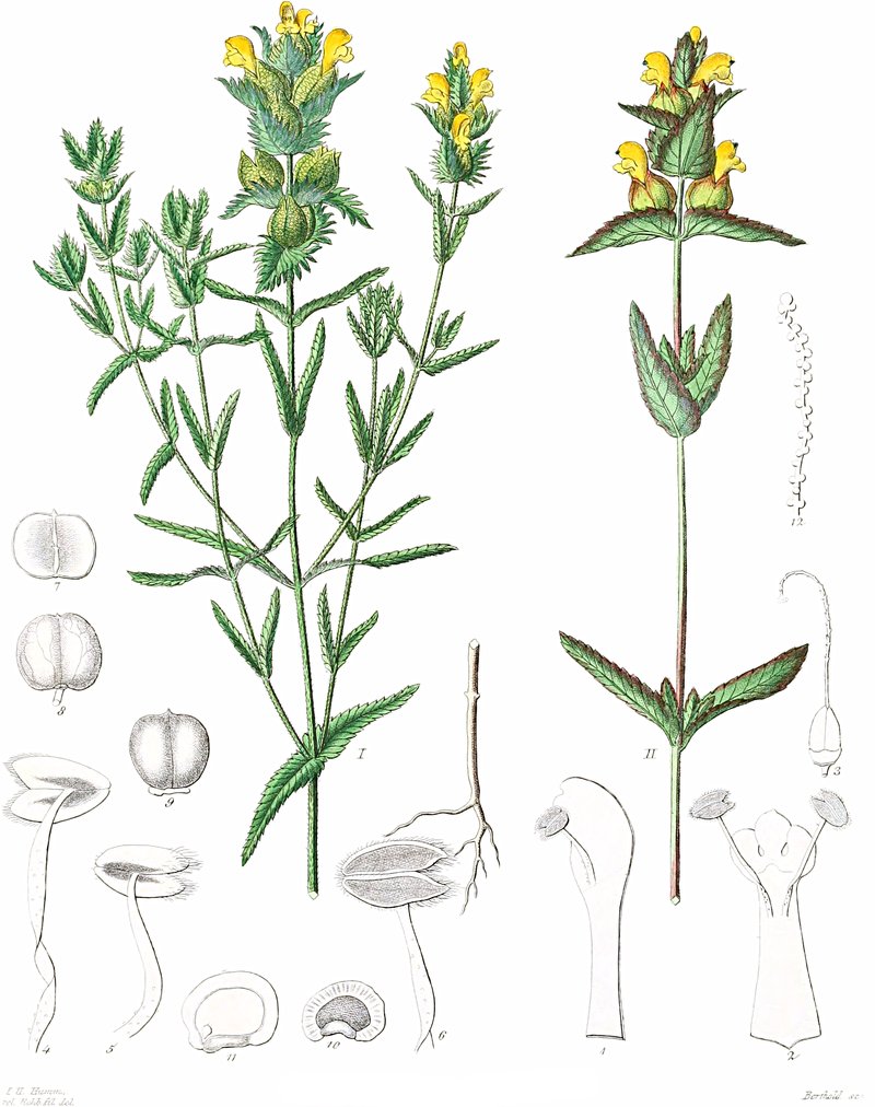 Little Yellow Rattle photo 3