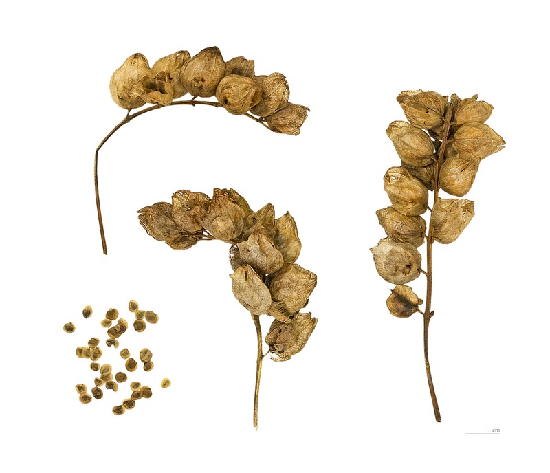 Little Yellow Rattle photo 2