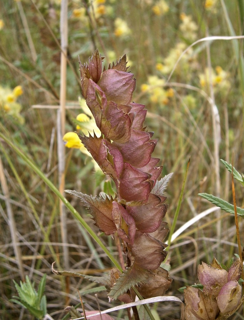 Little Yellow Rattle photo 4