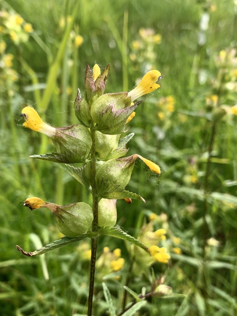 Little Yellow Rattle photo 5