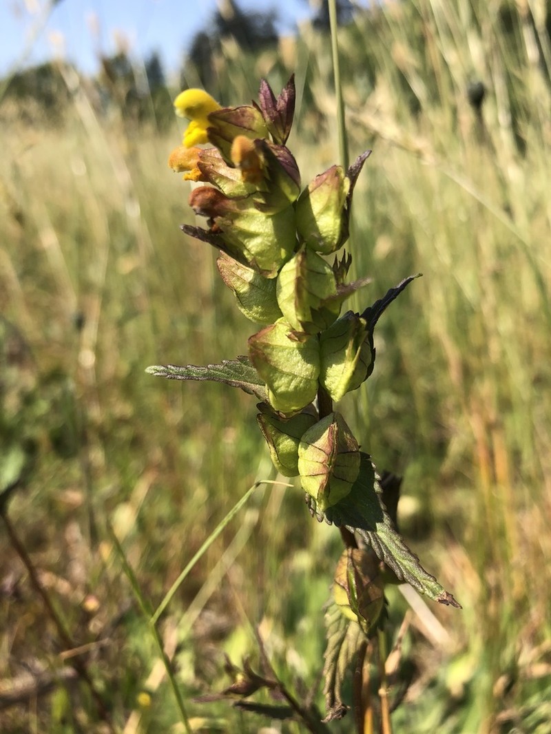 Little Yellow Rattle photo 6