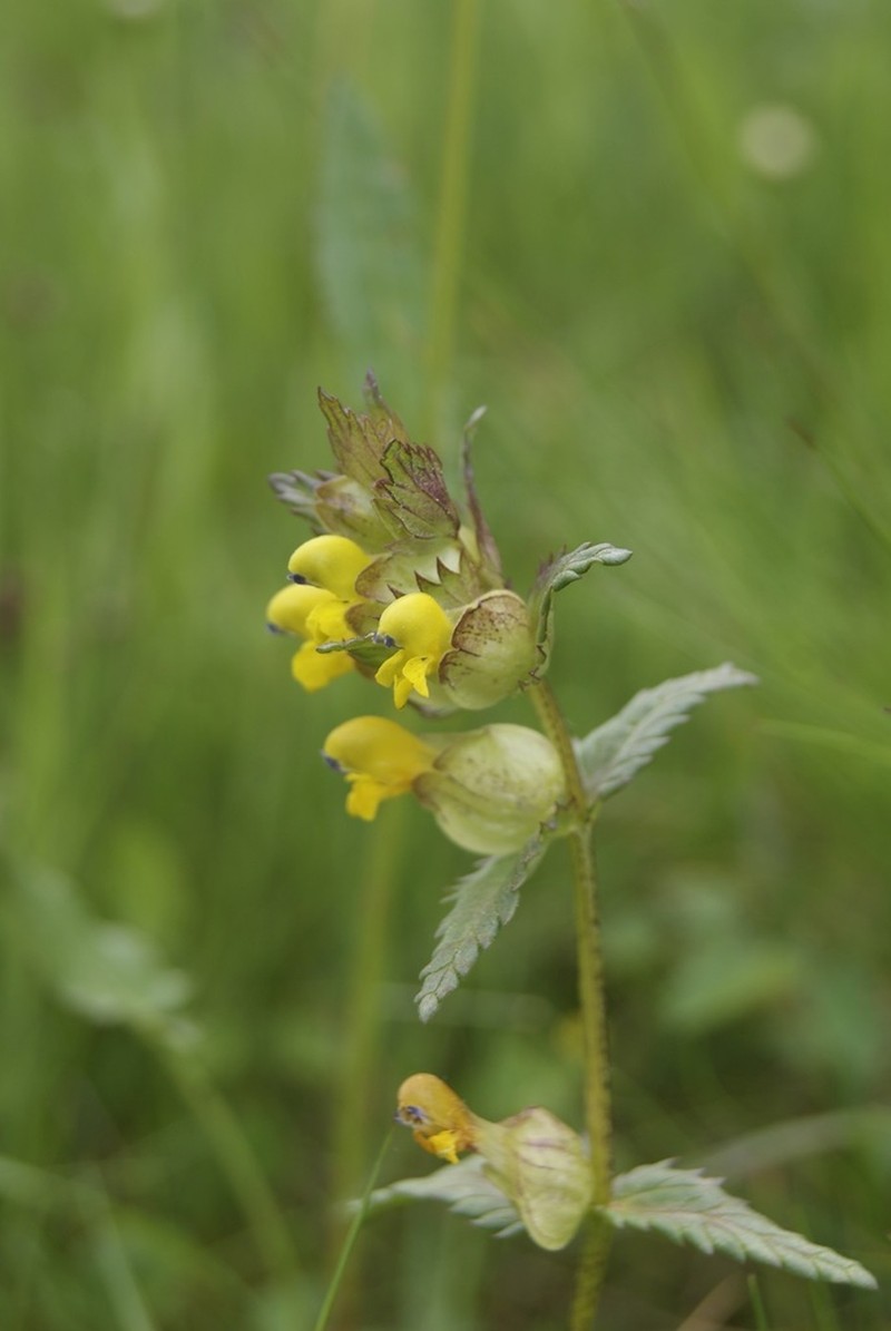 Little Yellow Rattle photo 7