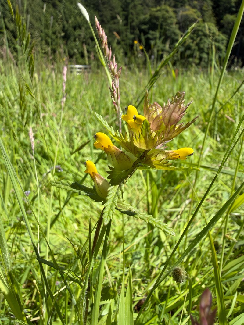 Rhinanthus minor subsp. minor photo 2