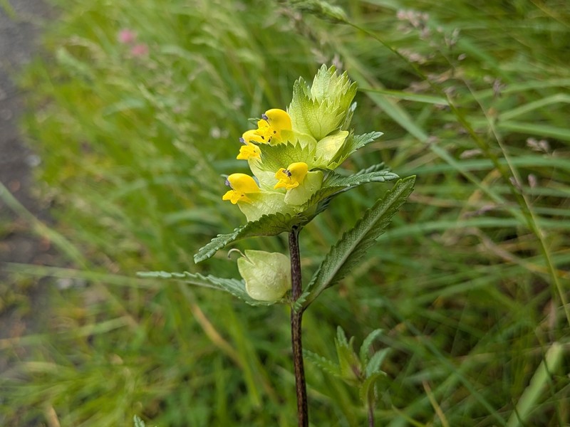 Rhinanthus minor subsp. minor photo 3