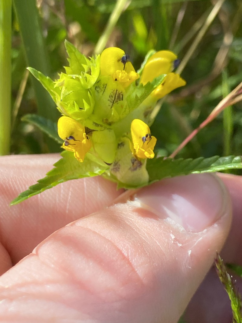 Rhinanthus minor subsp. minor photo 4