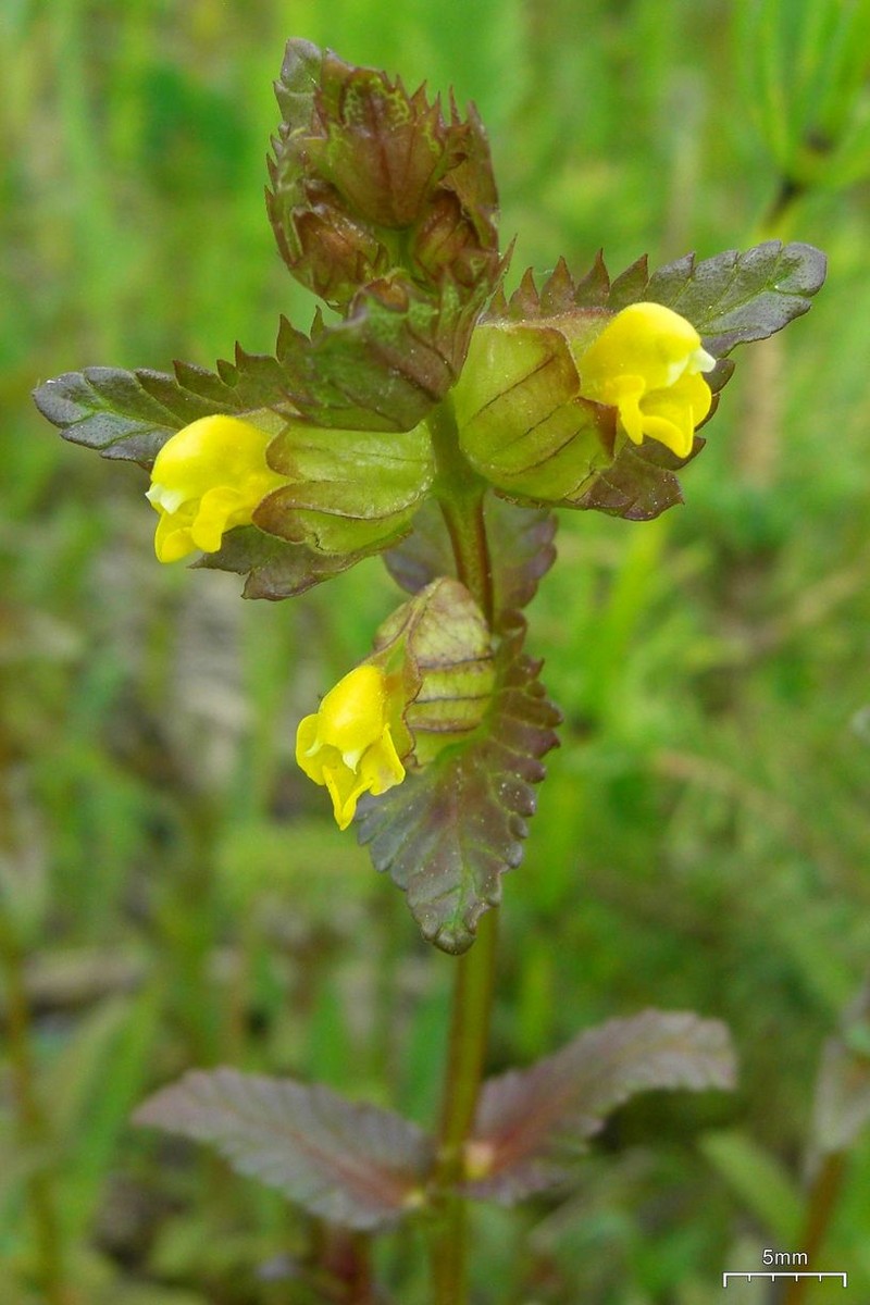 Rhinanthus minor subsp. minor