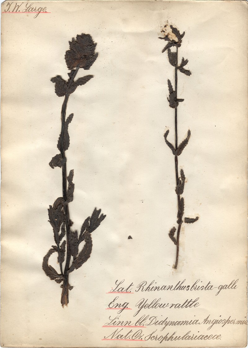 Rhinanthus minor subsp. minor photo 5