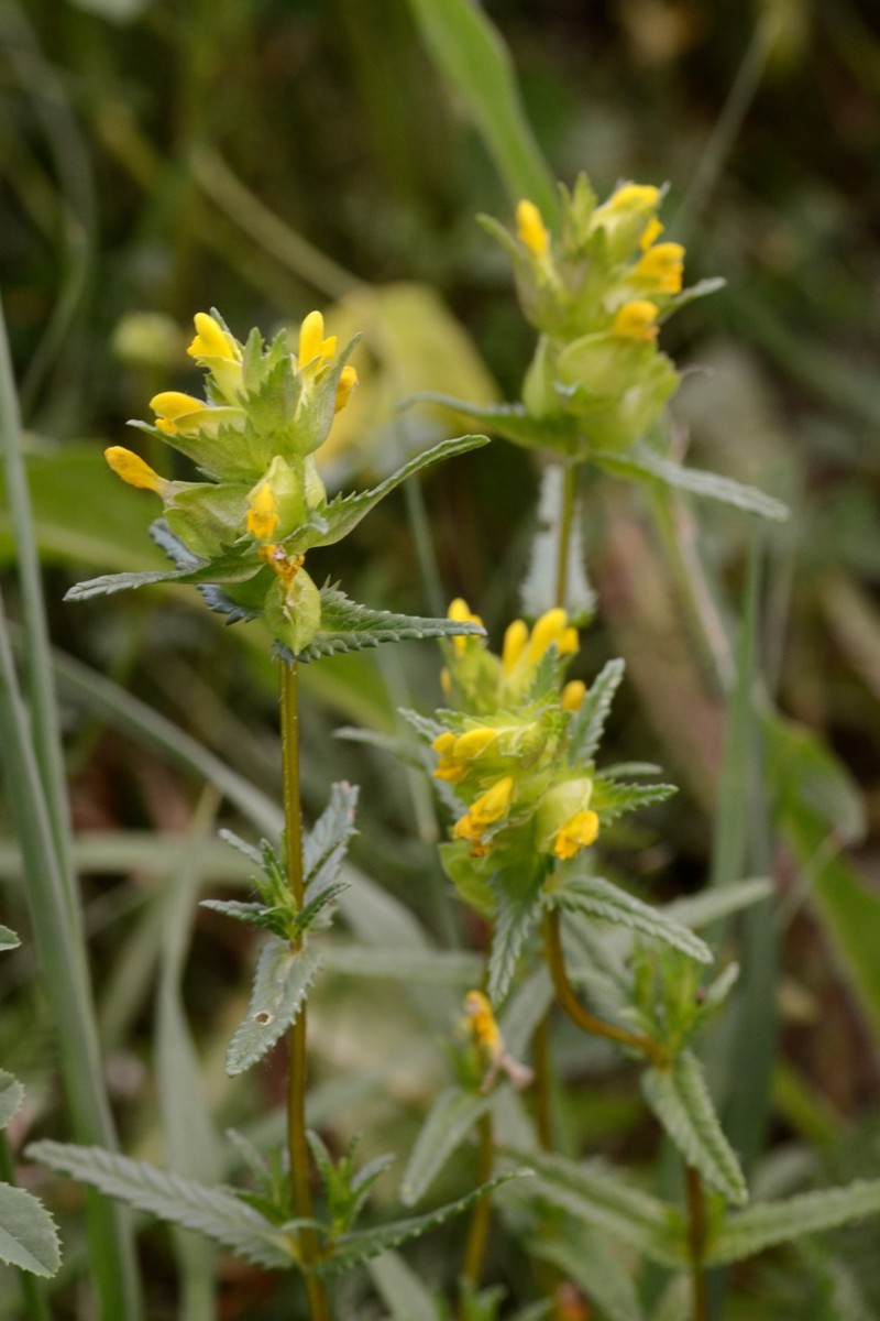 Rhinanthus minor subsp. minor photo 6