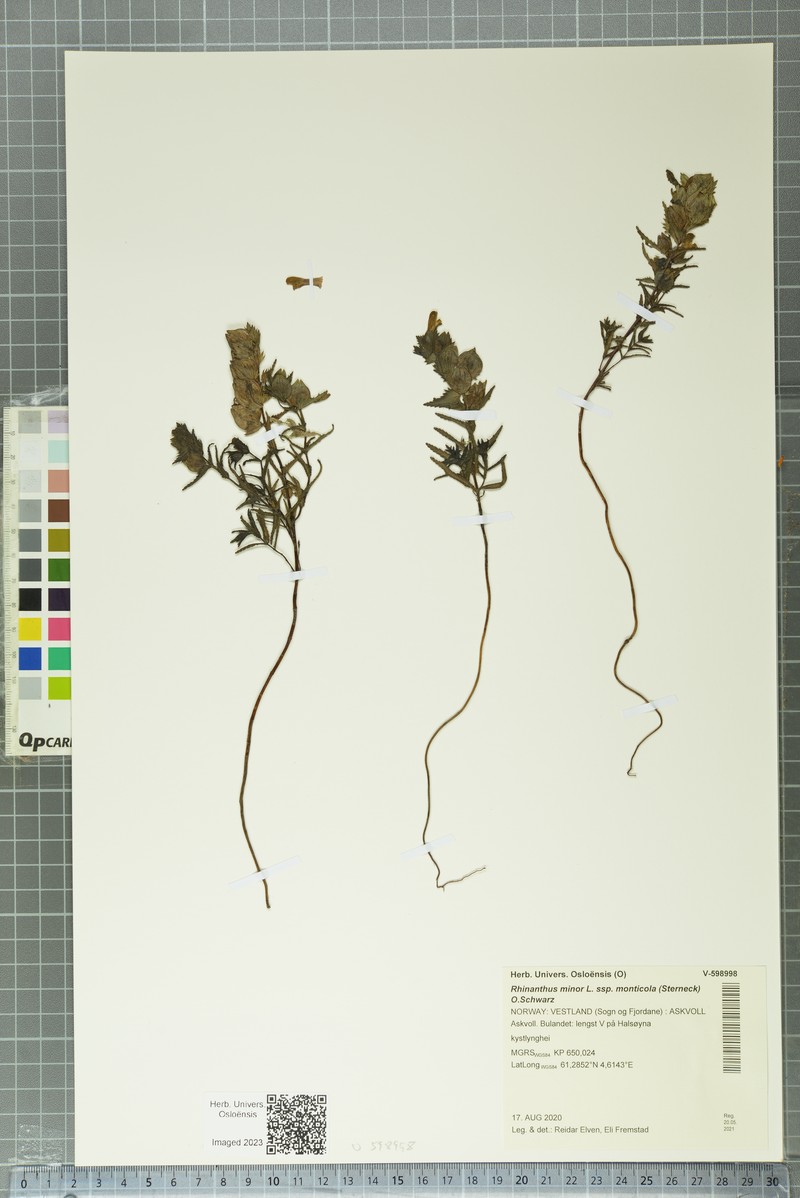 Rhinanthus minor subsp. monticola