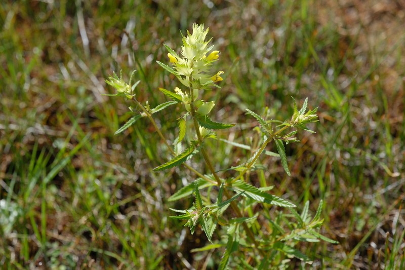 Rhinanthus osiliensis