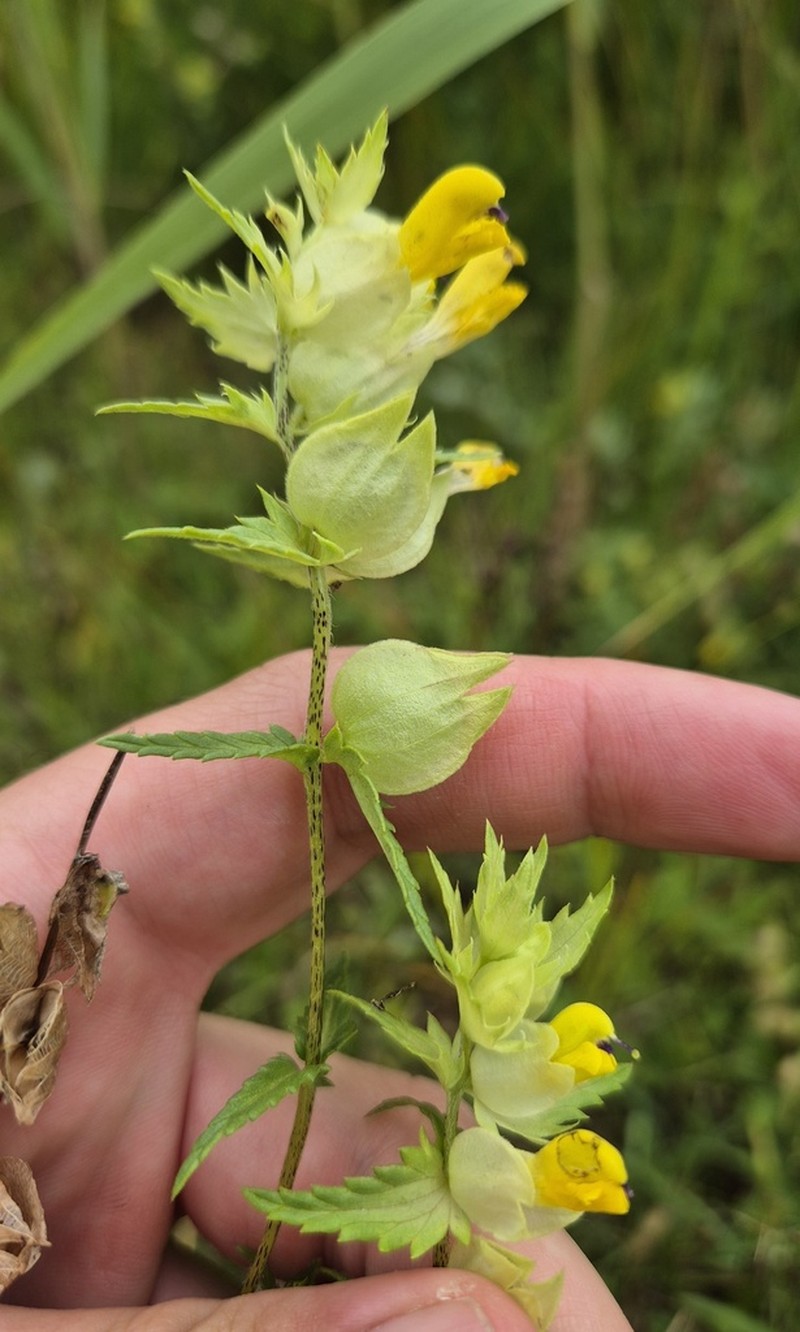 Rhinanthus osiliensis photo 2