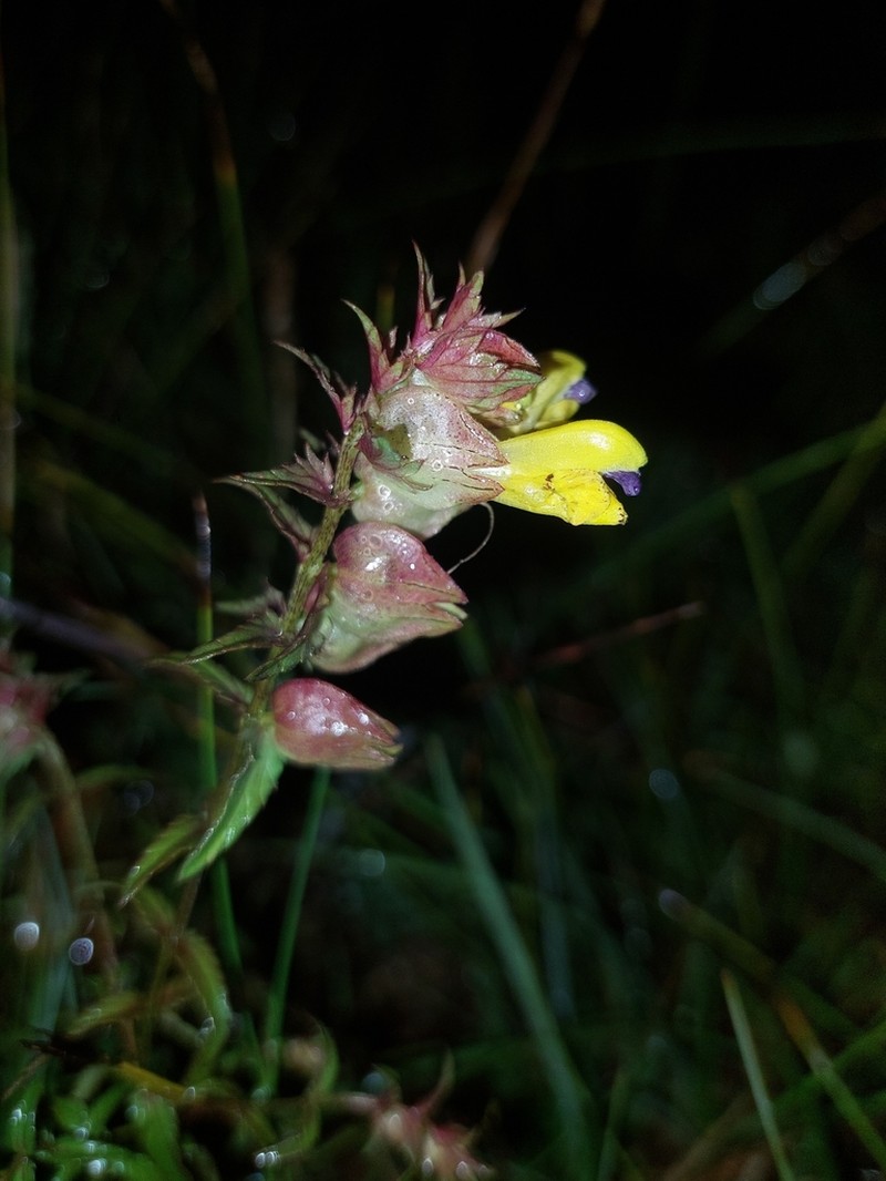 Rhinanthus osiliensis photo 3