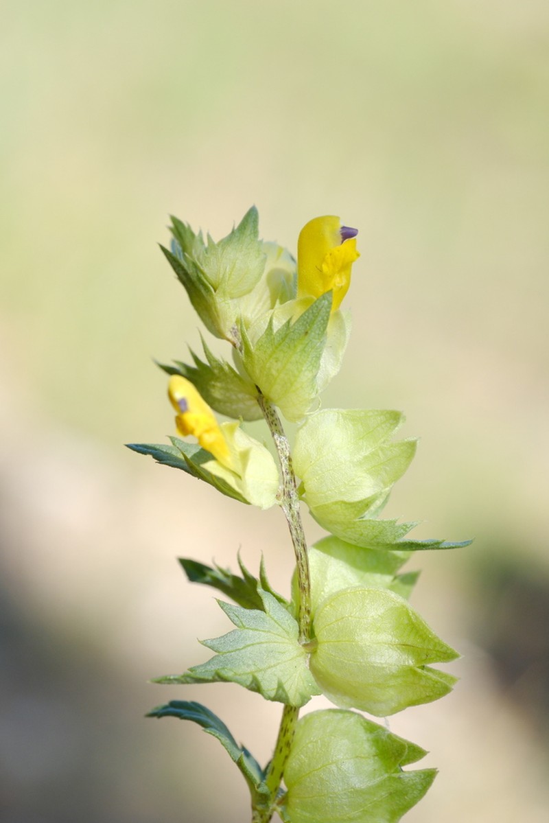 Rhinanthus osiliensis photo 4