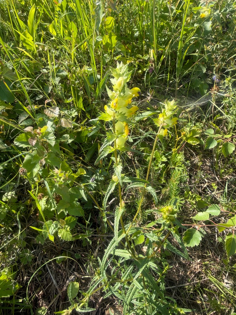 Rhinanthus osiliensis photo 5