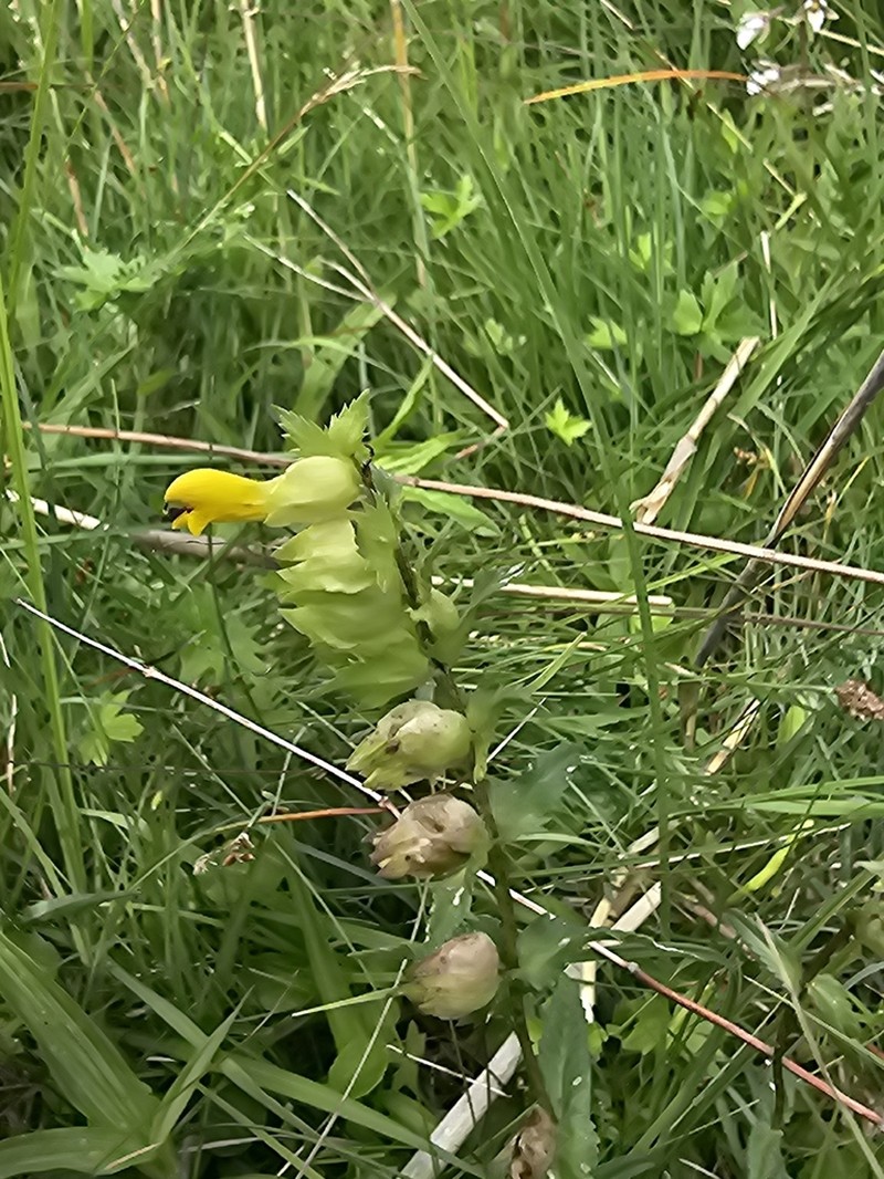 Rhinanthus osiliensis photo 6