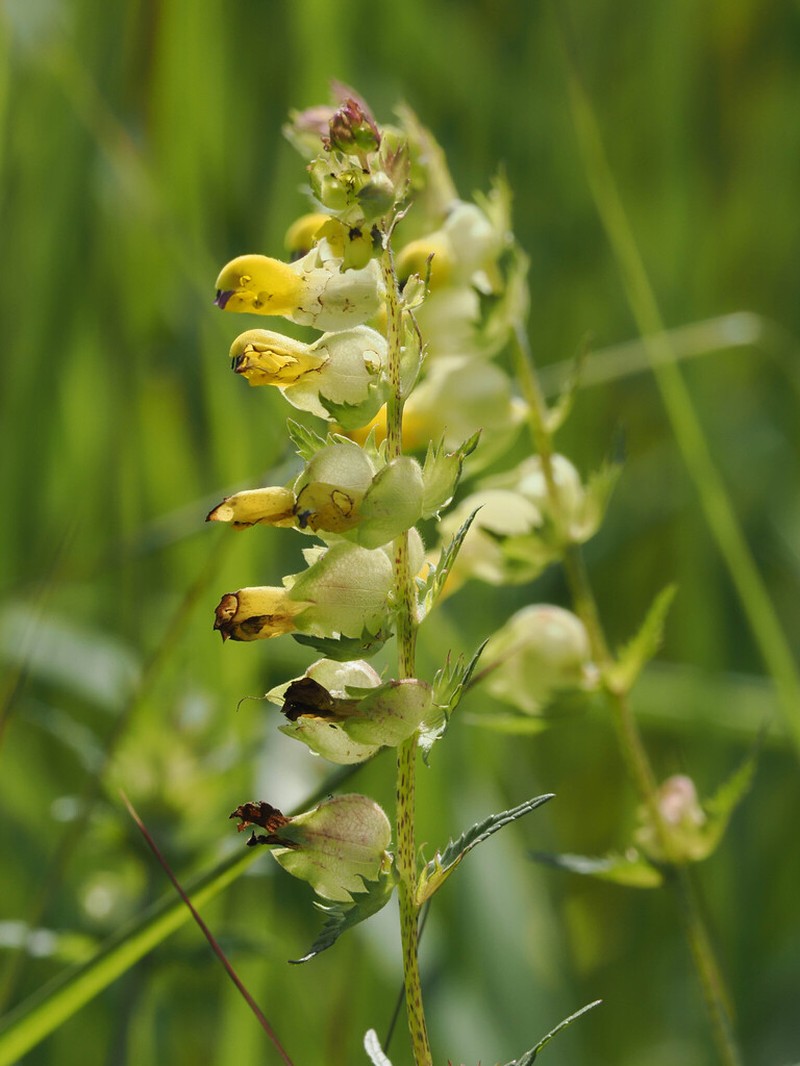 Rhinanthus osiliensis photo 7