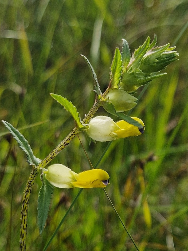 Rhinanthus osiliensis photo 8